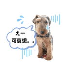 ウェルシュテリア ♡ ジェリーさんの1日②（個別スタンプ：8）