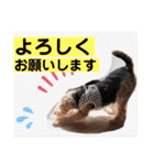 ウェルシュテリア ♡ ジェリーさんの1日②（個別スタンプ：10）
