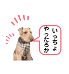 ウェルシュテリア ♡ ジェリーさんの1日②（個別スタンプ：12）