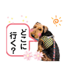 ウェルシュテリア ♡ ジェリーさんの1日②（個別スタンプ：18）