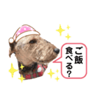 ウェルシュテリア ♡ ジェリーさんの1日②（個別スタンプ：23）