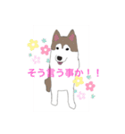 ハスキーチョビ（個別スタンプ：7）