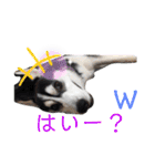 ハスキーチョビ（個別スタンプ：35）