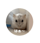 だーいーふーくー（個別スタンプ：13）