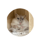だーいーふーくー（個別スタンプ：16）