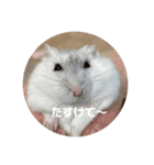 だーいーふーくー（個別スタンプ：21）