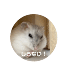 だーいーふーくー（個別スタンプ：23）