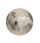 だーいーふーくー（個別スタンプ：31）