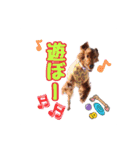 カニスの愉快な仲間たち（個別スタンプ：10）