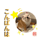 トン吉スタンプ イングリッシュブルドッグ（個別スタンプ：2）
