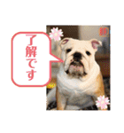 トン吉スタンプ イングリッシュブルドッグ（個別スタンプ：9）