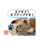 トン吉スタンプ イングリッシュブルドッグ（個別スタンプ：10）