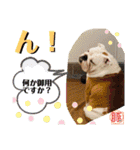 トン吉スタンプ イングリッシュブルドッグ（個別スタンプ：13）