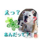 トン吉スタンプ イングリッシュブルドッグ（個別スタンプ：16）