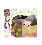 トン吉スタンプ イングリッシュブルドッグ（個別スタンプ：18）