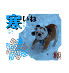 トン吉スタンプ イングリッシュブルドッグ（個別スタンプ：20）