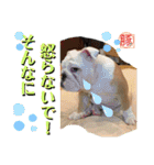 トン吉スタンプ イングリッシュブルドッグ（個別スタンプ：21）