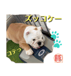 トン吉スタンプ イングリッシュブルドッグ（個別スタンプ：22）