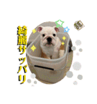 トン吉スタンプ イングリッシュブルドッグ（個別スタンプ：24）