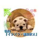 トン吉スタンプ イングリッシュブルドッグ（個別スタンプ：25）