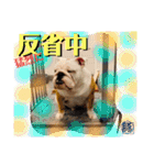 トン吉スタンプ イングリッシュブルドッグ（個別スタンプ：26）