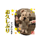 トン吉スタンプ イングリッシュブルドッグ（個別スタンプ：27）