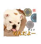 トン吉スタンプ イングリッシュブルドッグ（個別スタンプ：31）