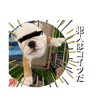 トン吉スタンプ イングリッシュブルドッグ（個別スタンプ：38）