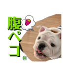 トン吉スタンプ イングリッシュブルドッグ（個別スタンプ：39）