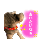 ミニチュアシュナウザーのわらび③（個別スタンプ：2）