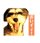 ミニチュアシュナウザーのわらび③（個別スタンプ：3）