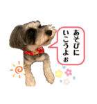 ミニチュアシュナウザーのわらび③（個別スタンプ：6）