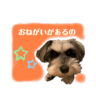 ミニチュアシュナウザーのわらび③（個別スタンプ：9）