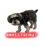 ミニチュアシュナウザーのわらび③（個別スタンプ：10）