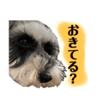 ミニチュアシュナウザーのわらび③（個別スタンプ：12）