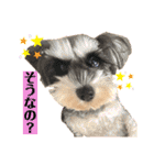 ミニチュアシュナウザーのわらび③（個別スタンプ：14）