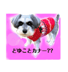 ミニチュアシュナウザーのわらび③（個別スタンプ：16）