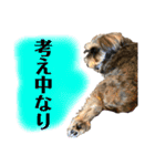 ミニチュアシュナウザーのわらび③（個別スタンプ：17）