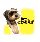 ミニチュアシュナウザーのわらび③（個別スタンプ：21）