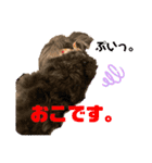 ミニチュアシュナウザーのわらび③（個別スタンプ：22）