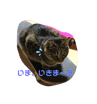 しじみちゃんの毎日（個別スタンプ：3）