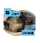 しじみちゃんの毎日（個別スタンプ：7）