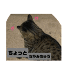 しじみちゃんの毎日（個別スタンプ：8）