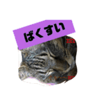 しじみちゃんの毎日（個別スタンプ：9）