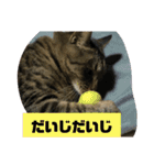 しじみちゃんの毎日（個別スタンプ：16）