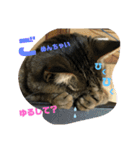 しじみちゃんの毎日（個別スタンプ：35）