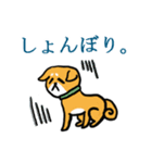 柴犬鬼平のやんちゃな日常スタンプ（個別スタンプ：7）