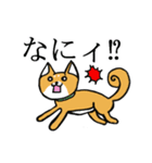 柴犬鬼平のやんちゃな日常スタンプ（個別スタンプ：8）