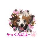 かわいいパピヨンのそっくん♪（個別スタンプ：1）