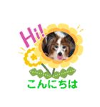 かわいいパピヨンのそっくん♪（個別スタンプ：3）